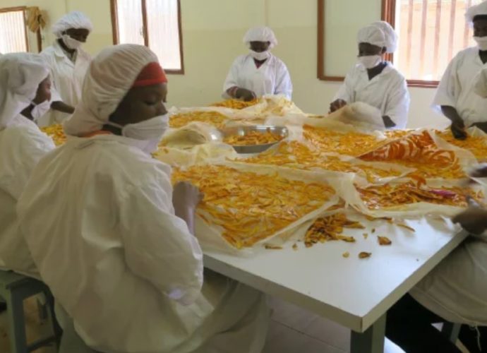 La production de mangue séchée