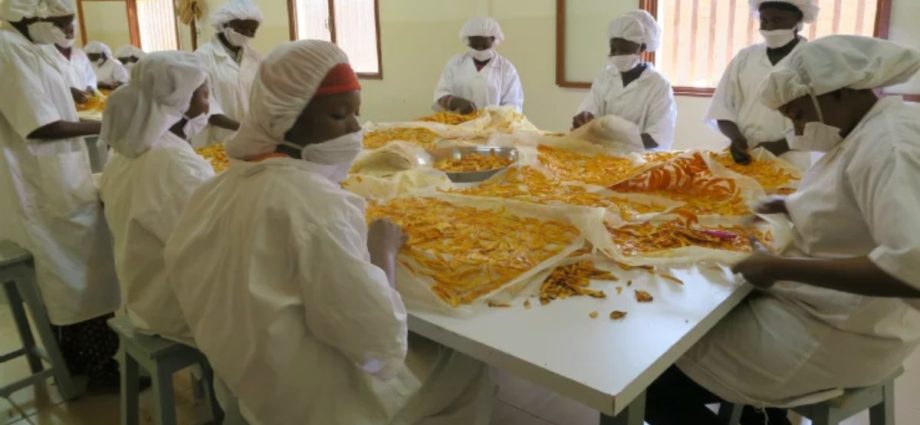 La production de mangue séchée