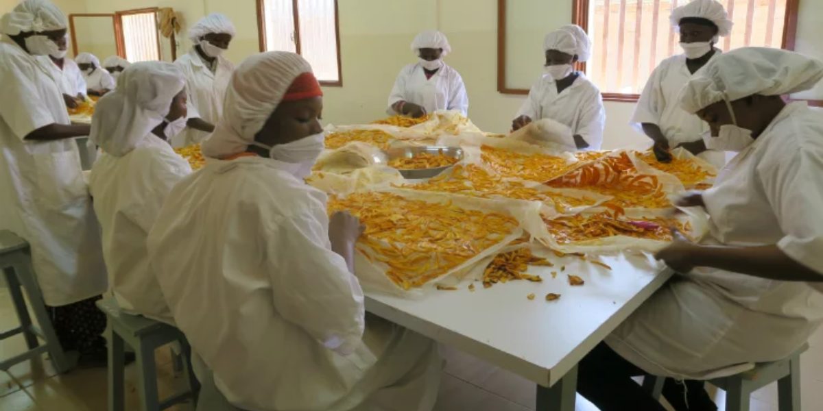 La production de mangue séchée