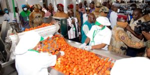 la filière de tomate