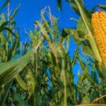 La Technologie Numérique : Un moteur pour Révolutionner l’Agriculture en Afrique