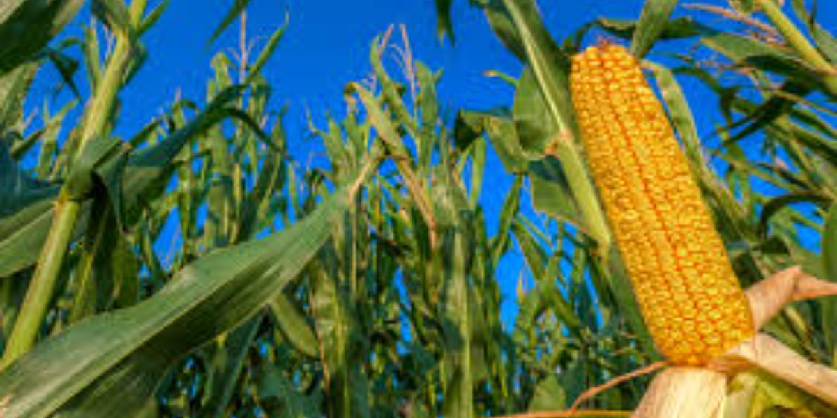 La Technologie Numérique : Un moteur pour Révolutionner l’Agriculture en Afrique