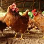 L'aviculture au Burkina Faso