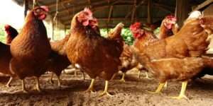 L'aviculture au Burkina Faso