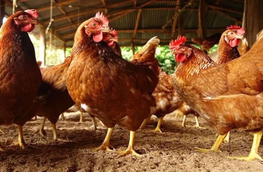 L'aviculture au Burkina Faso