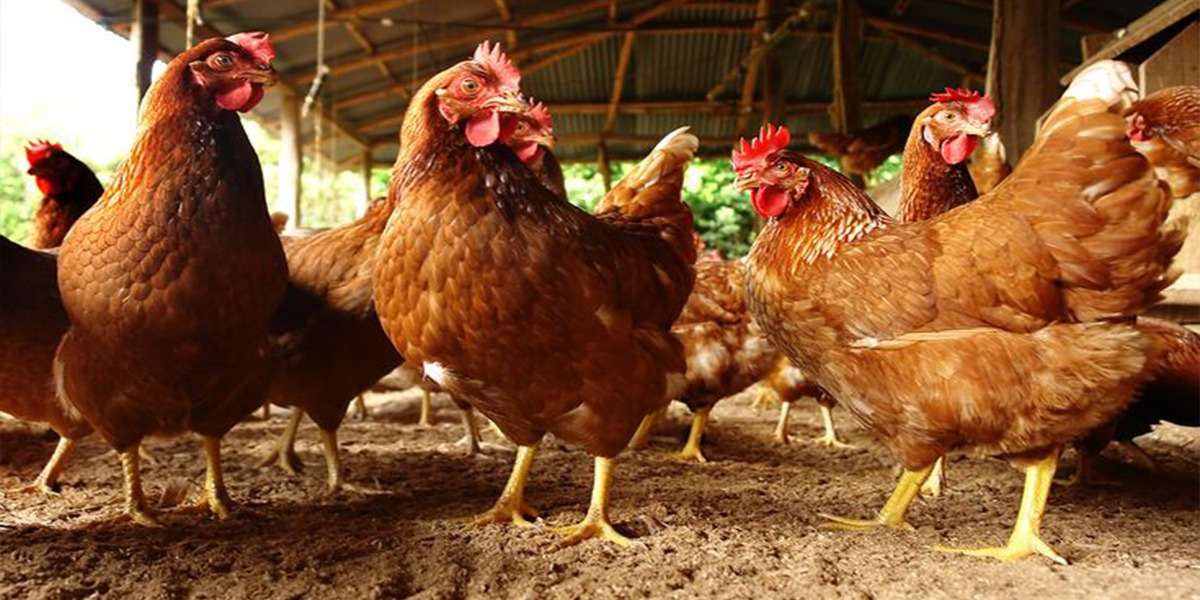 L'aviculture au Burkina Faso